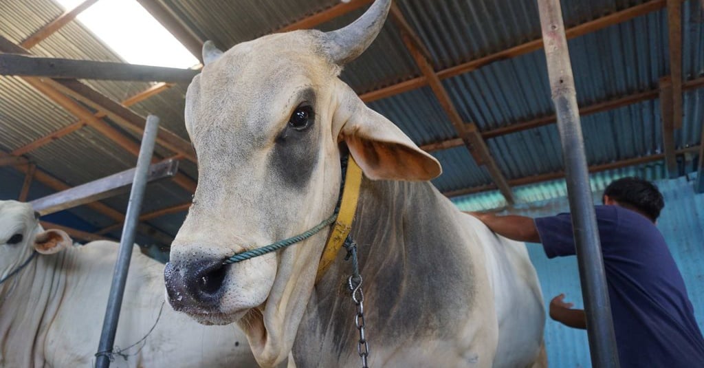  Syarat  Hewan  Kurban dan Standar Penyembelihan Halal  MUI 