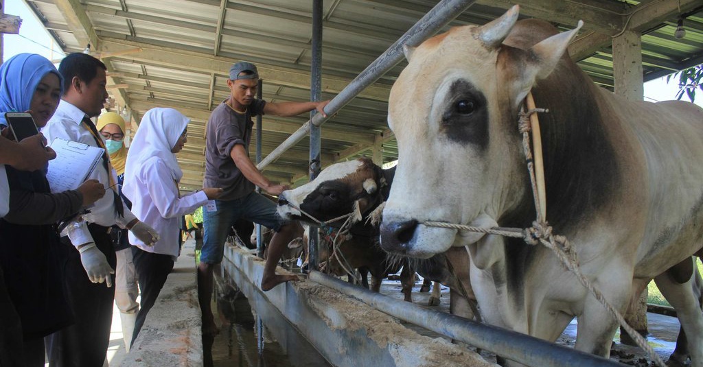 Tata Cara Menyembelih Hewan Kurban Idul Adha 2020 Saat Pandemi