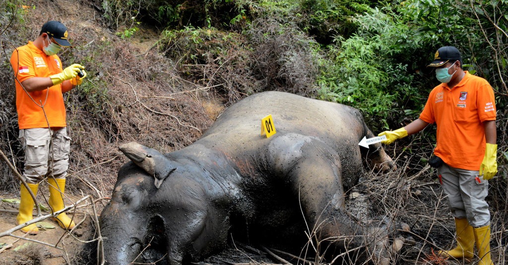 BKSDA Duga Gajah Sumatra Mati di Aceh Tengah karena Keracunan