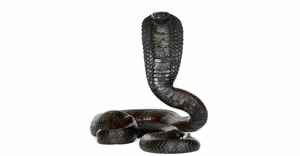 Mitos Ular Kobra Takut Garam Itu Salah Yang Benar Pakai Kamper Tirto Id