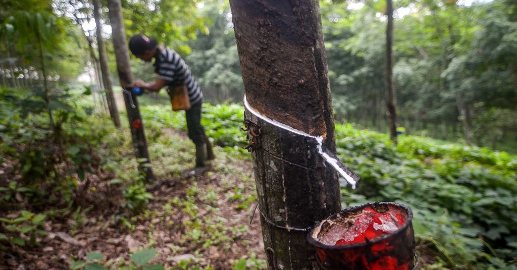 Kadin Dorong Biji Karet Dimanfaatkan Sebagai Campuran 