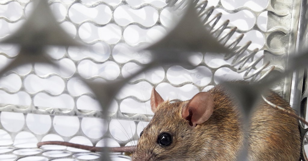 Cara mengusir tikus kaskus