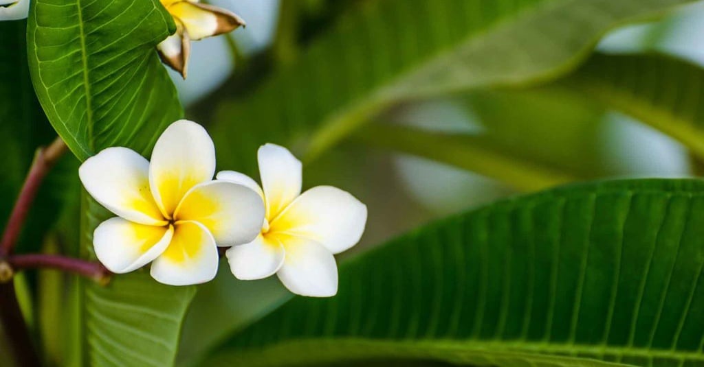 Kenali 5 Manfaat Minyak Bunga Kamboja Bagi Kesehatan