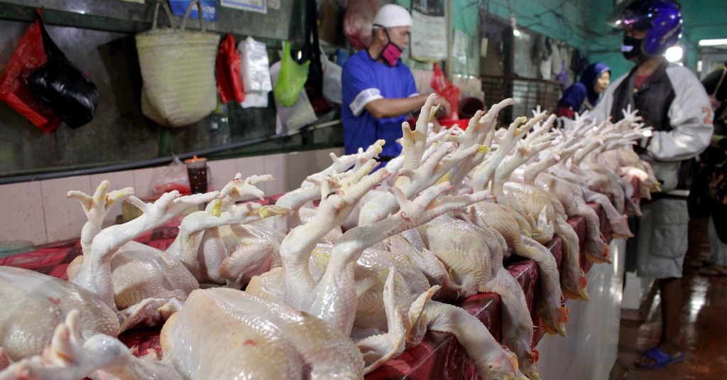 Menghitung Hari Peternak Lokal Dilibas Daging Ayam Impor