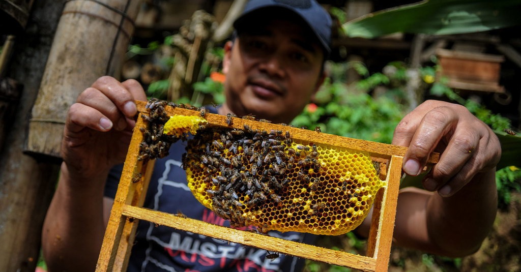 Cara Budidaya Ternak Lebah Madu dan Jenis-Jenis Satwa Harapan