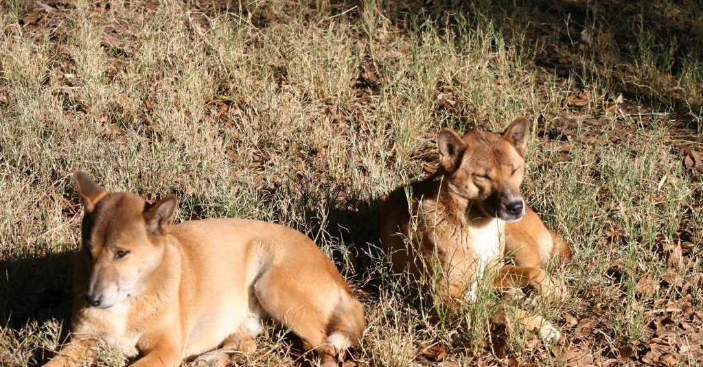 Mengenal Anjing dari Pegunungan Papua, Spesies Liar dan Langka