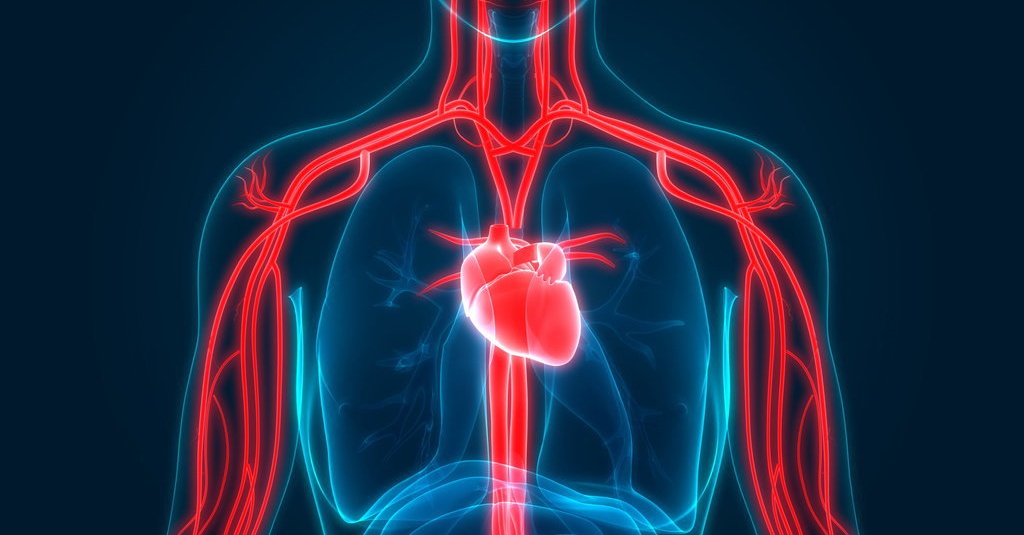 Jantung akan memompa darah secara terus-menerus, sehingga tekanan yang didapatkan tetap stabil. pernyataan tersebut merupakan penjelasan sistem peredaran darah