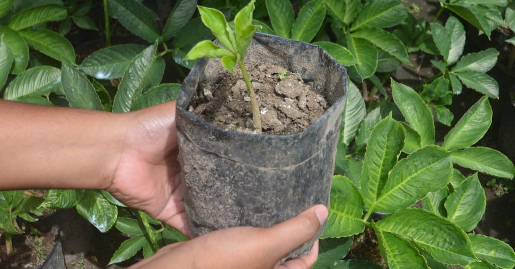 Faktor-Faktor yang Memengaruhi Perkembangan dan Pertumbuhan Tanaman