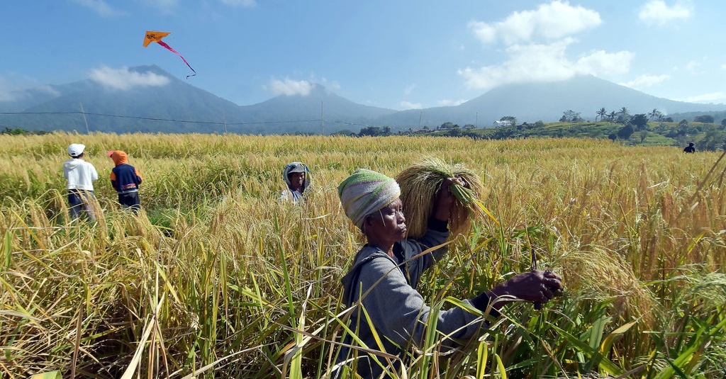 Rencana Impor Beras 2 Juta Ton, DPR: Mengganggu Semangat Petani