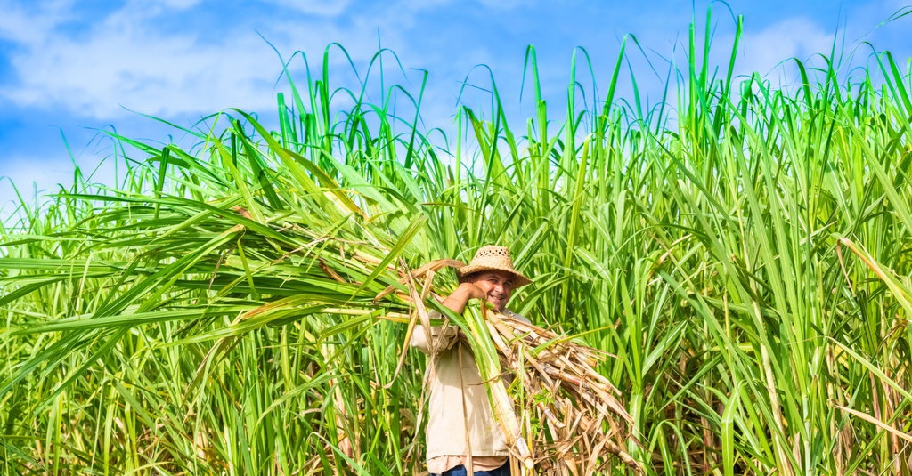 CORE Harap HPP Gula Tani Rp15.000 per Kilogram