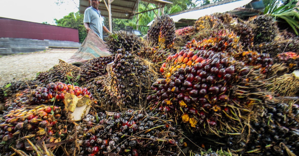 Cina Teken Nota Kesepahaman Impor 1 Juta Ton CPO dari Indonesia