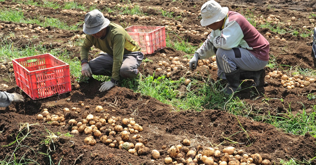 Alasan Kementan Minta Petani Beli Benih Bersertifikat