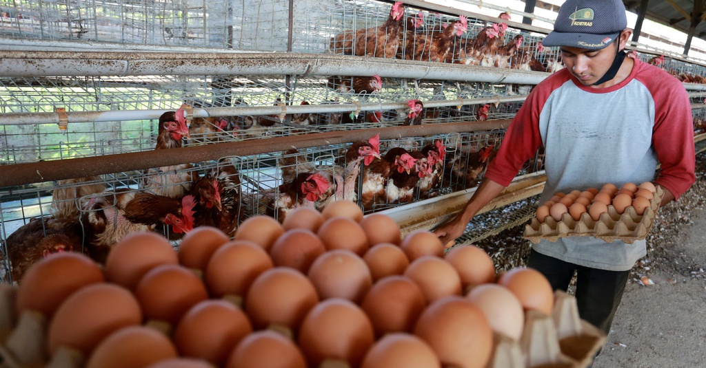 Jelang Nataru, Harga Telur Ayam di Bekasi Rp33.000 per Kilogram