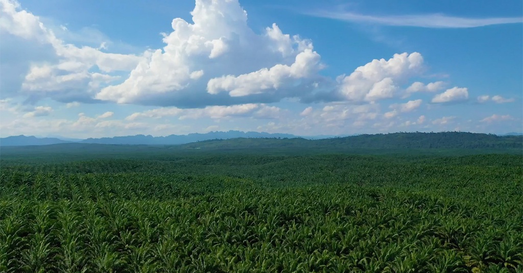 Tpa Dorong Transformasi Di Industri Kelapa Sawit