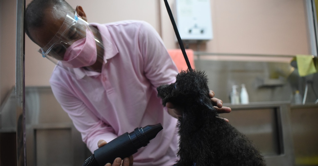 Geliat Bisnis Pet Grooming Saat Pandemi