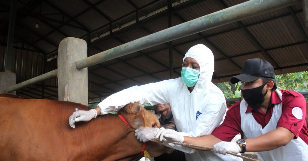 Cegah Antraks, Sapi yang Masuk Jakarta Harus Punya Surat Sehat