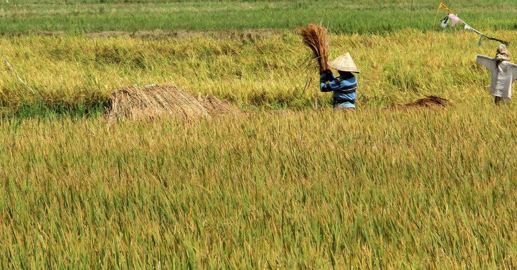 Antisipasi El Nino, Mentan Dorong Ketersediaan Pangan di Jateng