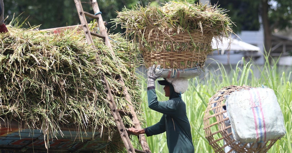 Produksi Padi Turun Dan Kenaikan Harga Beras Tak Terelakkan