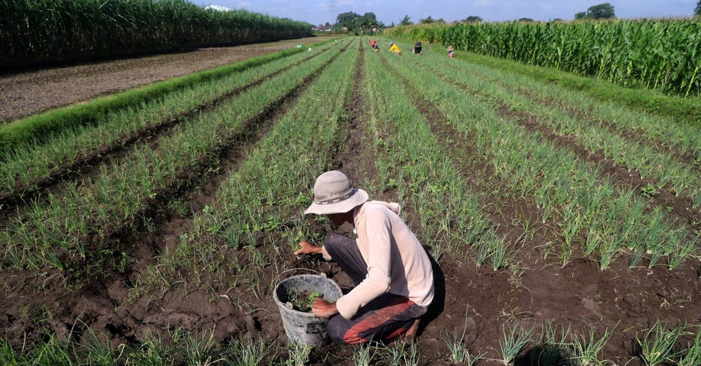 Strategi Bapanas Atasi Harga Bawang Merah Anjlok di Petani