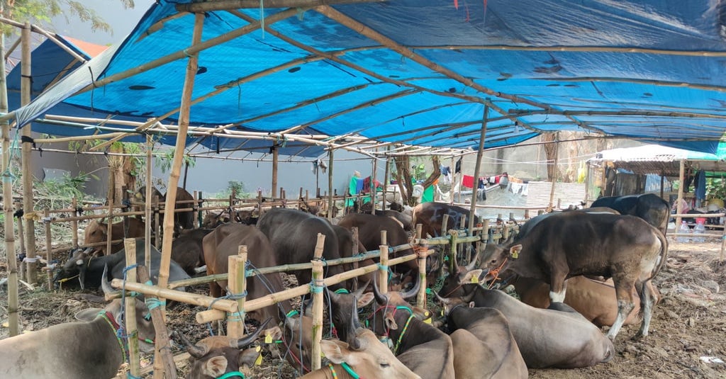 Pastikan Hewan untuk Kurban Sehat