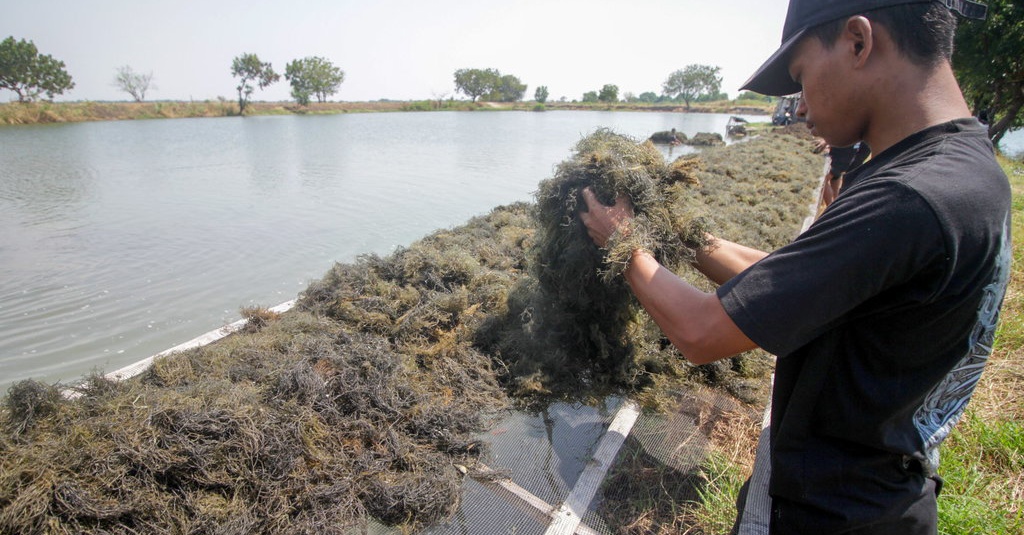 Tak Hanya Mineral, Jokowi Ingin Ada Hilirisasi Rumput Laut