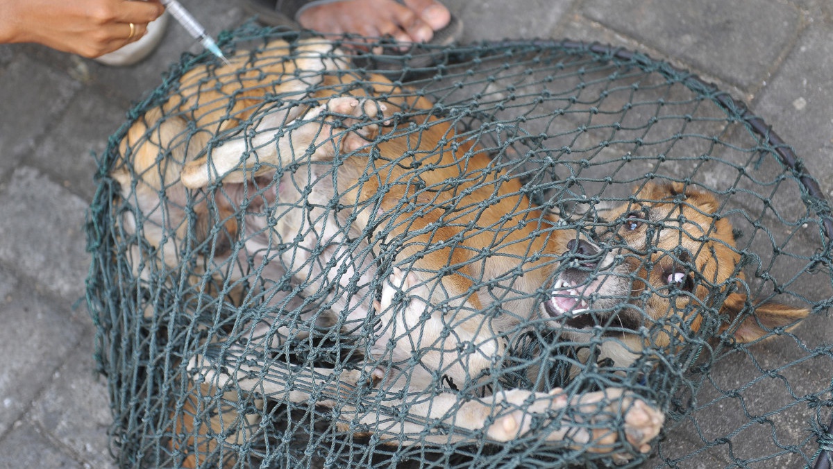 Gejala Rabies pada Manusia dan Kenapa Penderita Takut Air? Gejala Rabies pada Manusia dan Kenapa Penderita Takut Air?