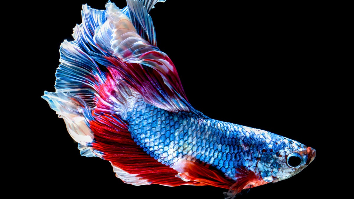 Unik, Warga Manokwari Berantas Nyamuk dengan Ikan Cupang Unik, Warga Manokwari Berantas Nyamuk dengan Ikan Cupang