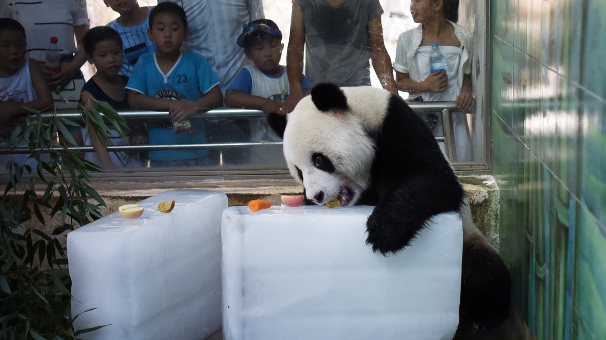 Saat Panda Merasa Gerah di Musim Panas Saat Panda Merasa Gerah di Musim Panas