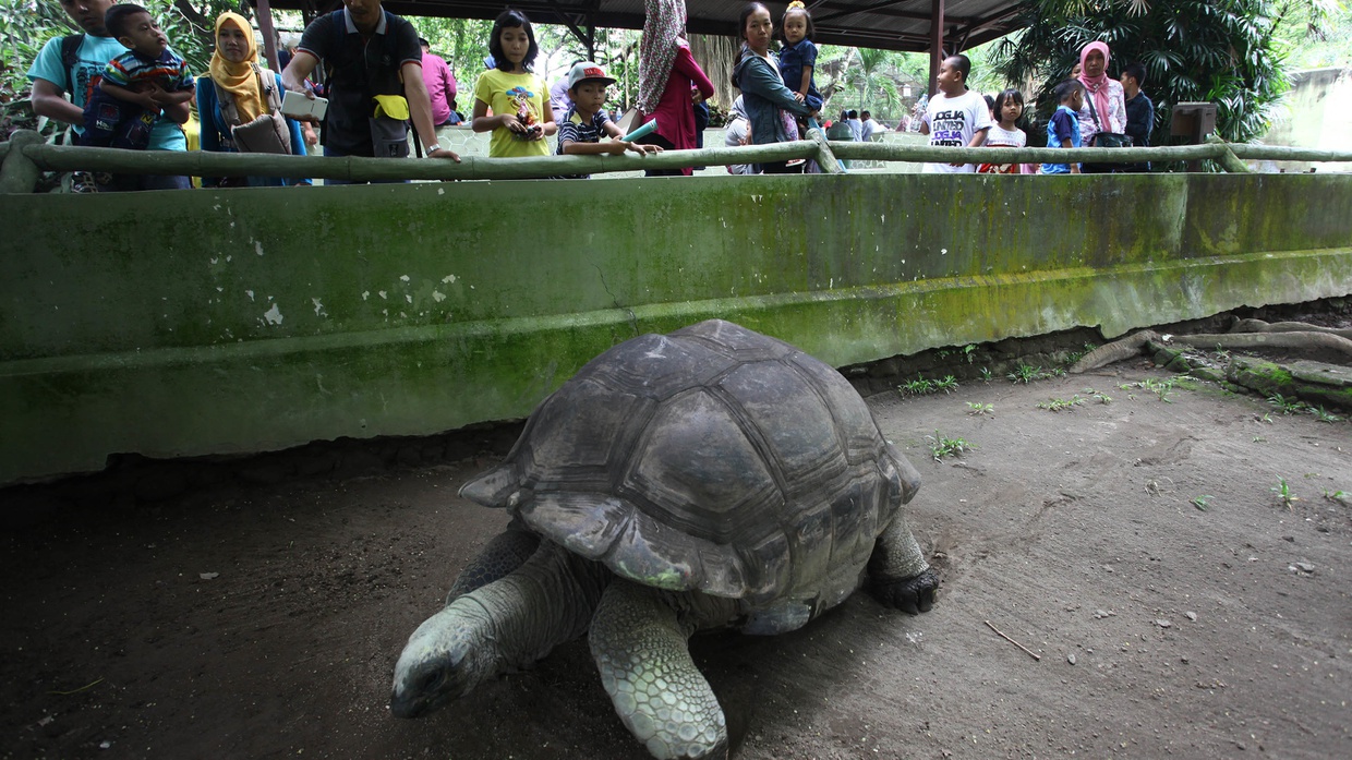 Libur Imlek 2023 dan Harga Tiket Masuk Gembira Loka Zoo Libur Imlek 2023 dan Harga Tiket Masuk Gembira Loka Zoo