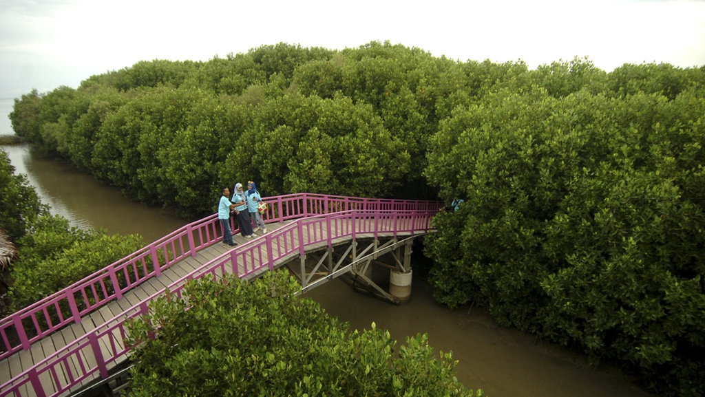 Apa Saja Fungsi Hutan Mangrove Secara Ekologis hingga Kesehatan? Apa Saja Fungsi Hutan Mangrove Secara Ekologis hingga Kesehatan?