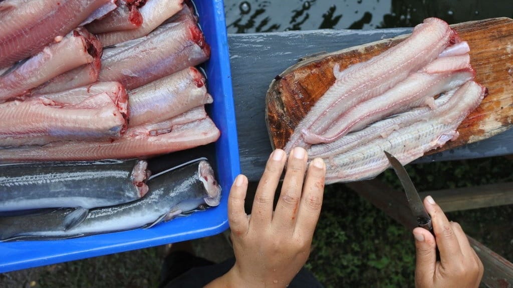 Kandungan Nutrisi Ikan Lele dan Benarkah Bisa Cegah Stunting? Kandungan Nutrisi Ikan Lele dan Benarkah Bisa Cegah Stunting?