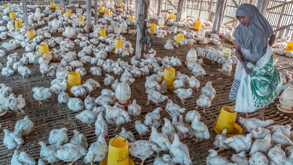 Jenis Produk Budidaya Unggas Petelur: Sarana dan Peralatannya Jenis Produk Budidaya Unggas Petelur: Sarana dan Peralatannya
