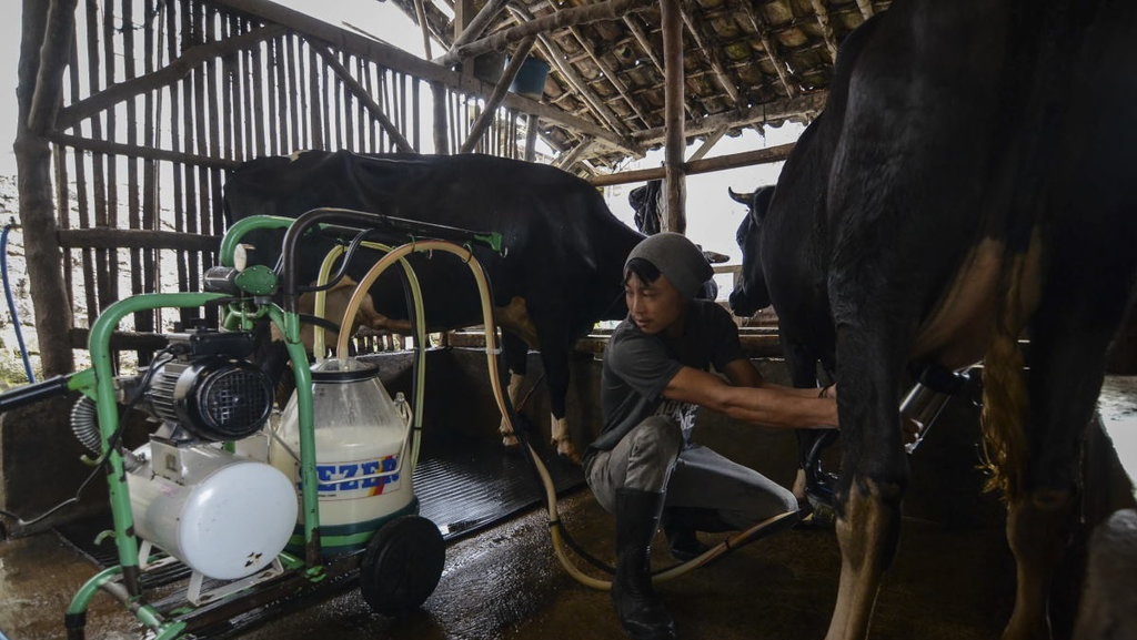 Kementan Akui Revisi Aturan Soal Susu Terkait Kebijakan WTO Kementan Akui Revisi Aturan Soal Susu Terkait Kebijakan WTO