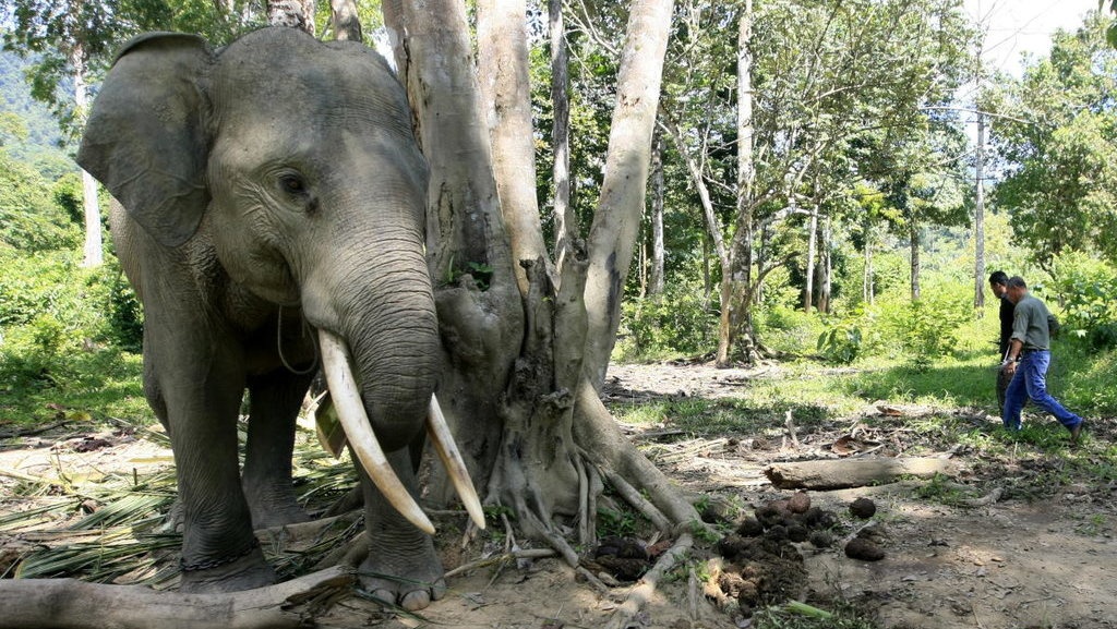Gading Gajah jadi Mas Kawin di Flores NTT Gading Gajah jadi Mas Kawin di Flores NTT