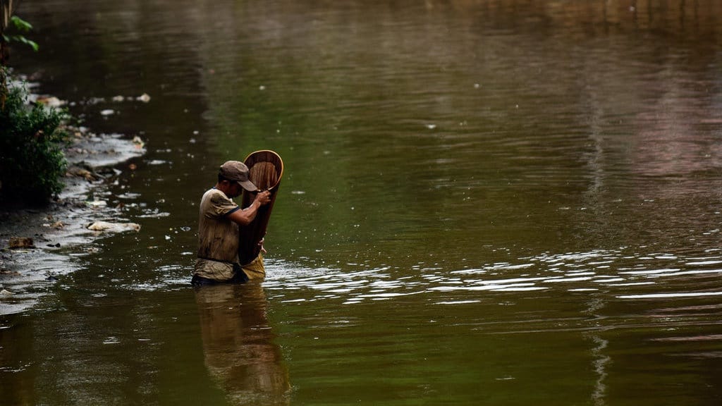 Pecari Cacing Sungai di Air Keruh Pecari Cacing Sungai di Air Keruh