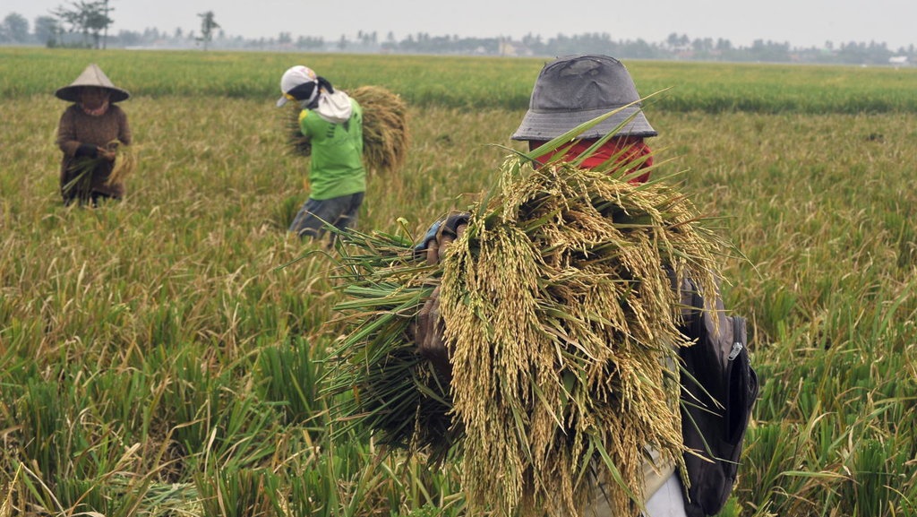 Kementan: Potensi Panen Raya Maret-April Capai 8,46 Juta Ton Kementan: Potensi Panen Raya Maret-April Capai 8,46 Juta Ton