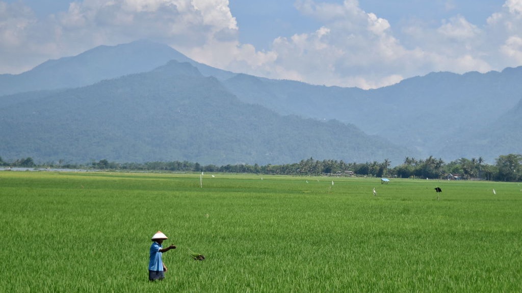 Pemerintah Dinilai Harus Bersinergi Tingkatkan Jumlah Petani Muda Pemerintah Dinilai Harus Bersinergi Tingkatkan Jumlah Petani Muda