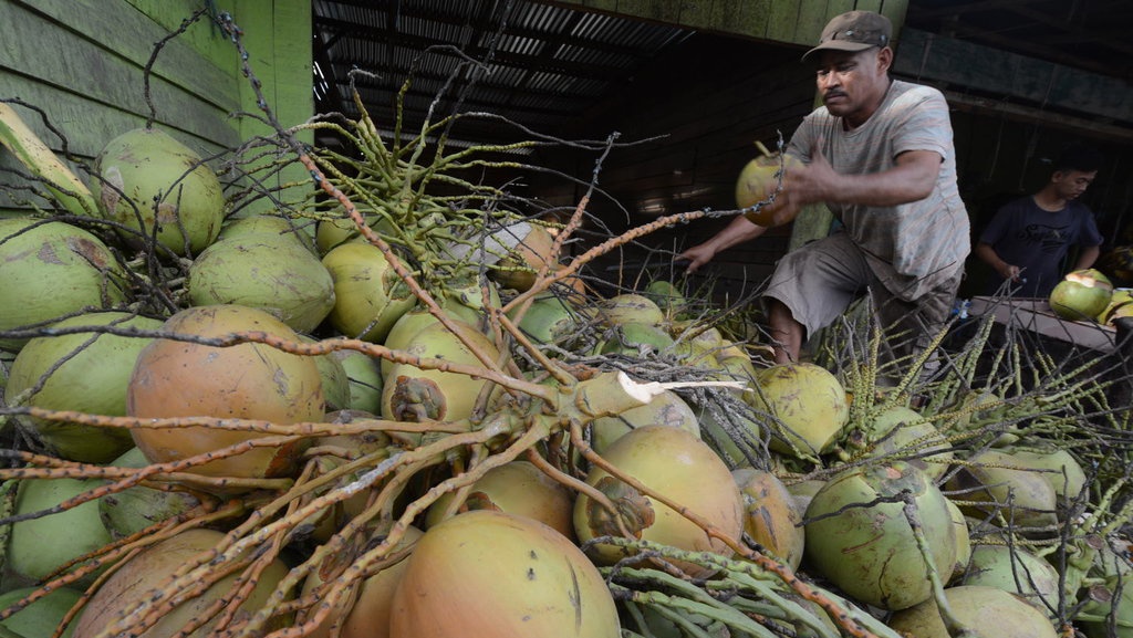 Tak Bisa Hidup Tanpa Kelapa Tak Bisa Hidup Tanpa Kelapa
