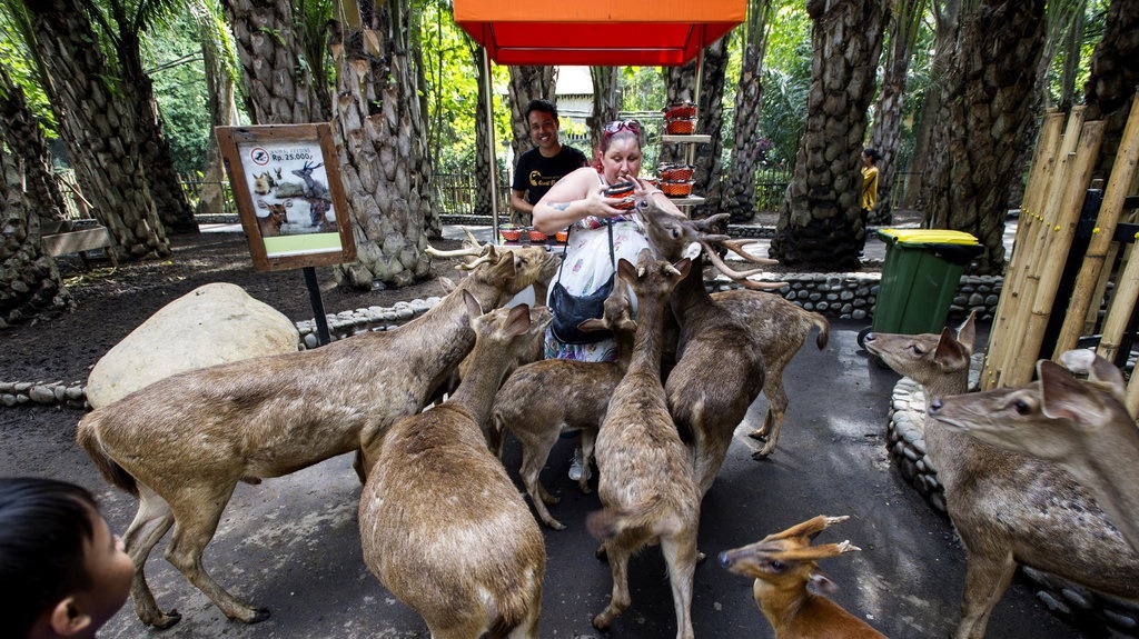 Harga Tiket Bali Zoo Jelang Libur Akhir Tahun & Promo Tiket Harga Tiket Bali Zoo Jelang Libur Akhir Tahun & Promo Tiket