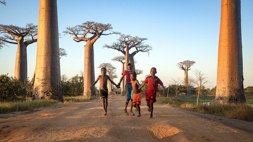 Matinya Baobab, Pohon Kehidupan di Afrika Matinya Baobab, Pohon Kehidupan di Afrika
