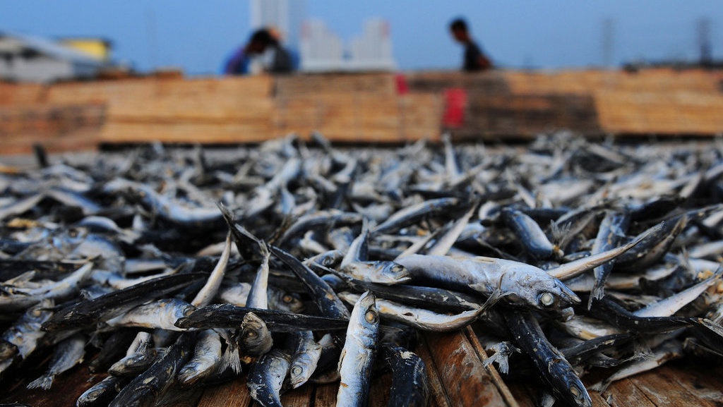 Cuaca Buruk, Tangkapan Ikan Turun