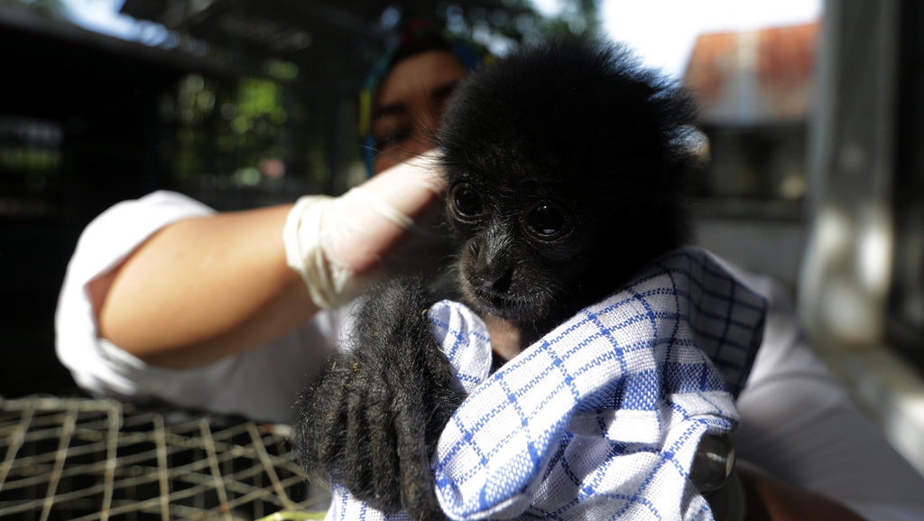 Perawatan Bayi Siamang Sitaan Perawatan Bayi Siamang Sitaan