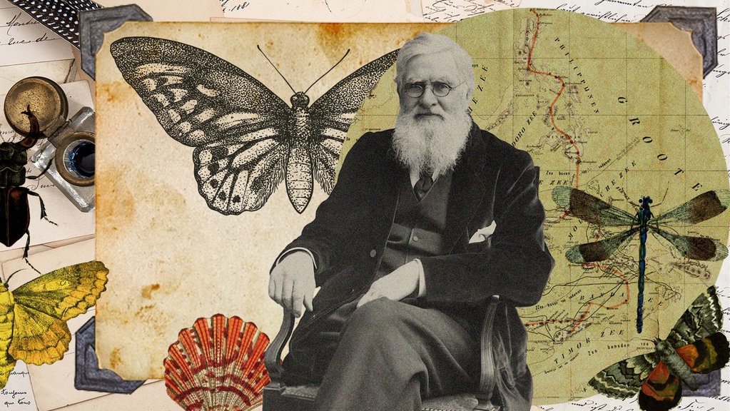 Orang-Orang Nusantara yang Membantu Ilmuwan Alfred Russel Wallace Orang-Orang Nusantara yang Membantu Ilmuwan Alfred Russel Wallace