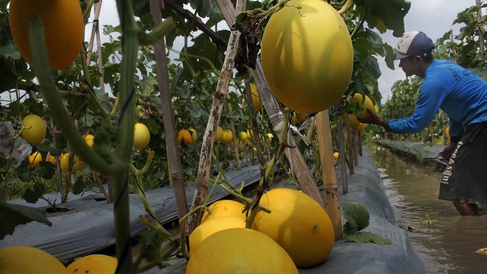 Cara Budidaya Buah Melon, Jenis-Jenis dan Bagaimana Tahapannya Cara Budidaya Buah Melon, Jenis-Jenis dan Bagaimana Tahapannya