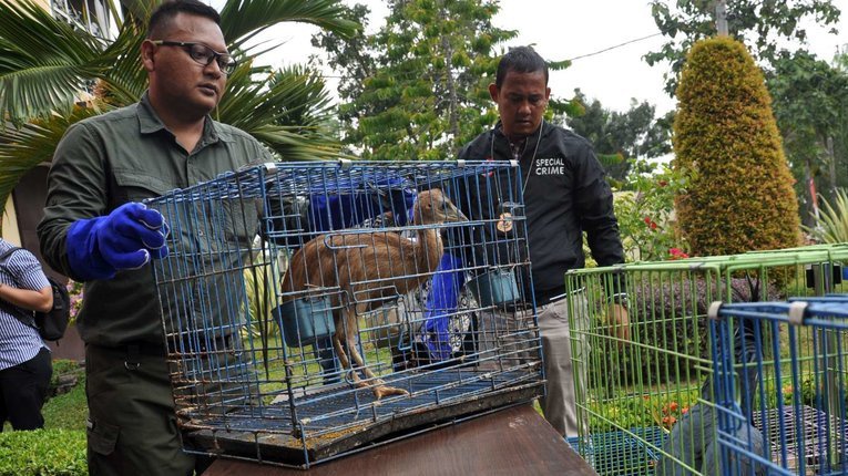 DPR Masih Setengah Hati Perjuangkan RUU Konservasi Alam DPR Masih Setengah Hati Perjuangkan RUU Konservasi Alam