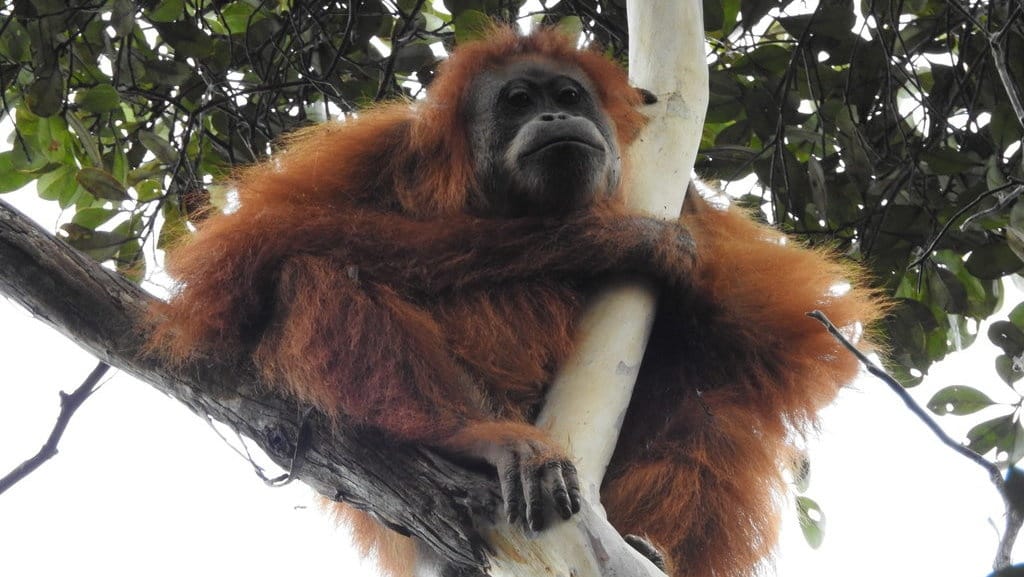 Orang Utan Tapanuli: Kera Besar Paling Langka yang Kian Terancam Orang Utan Tapanuli: Kera Besar Paling Langka yang Kian Terancam