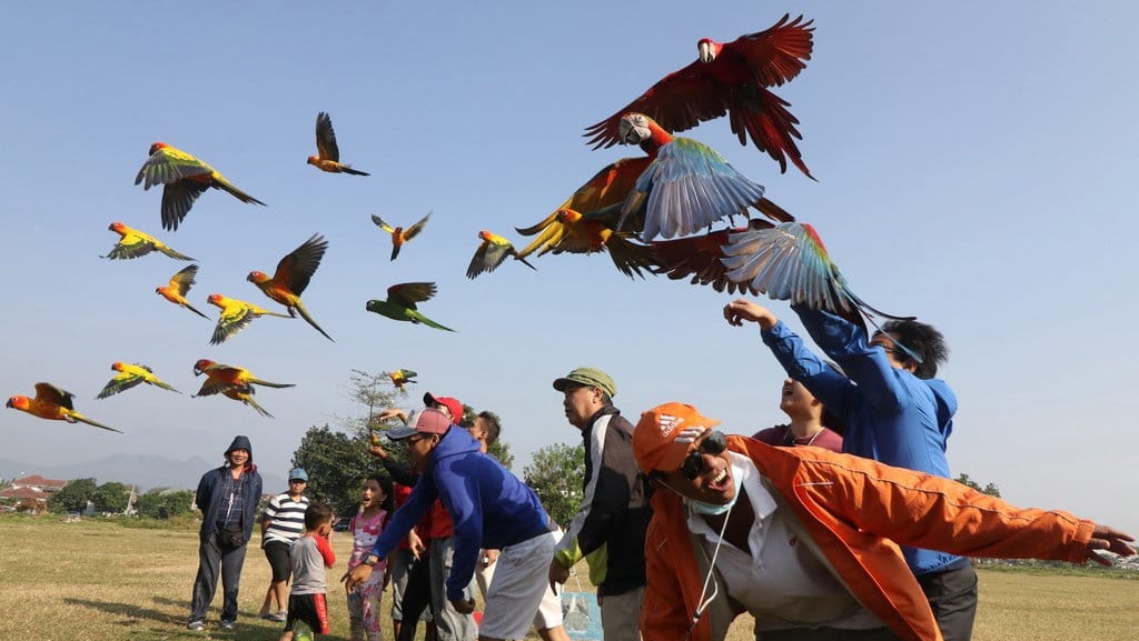 7 Jenis Burung yang Sering Dilombakan: Cucak Ijo Hingga Kenari 7 Jenis Burung yang Sering Dilombakan: Cucak Ijo Hingga Kenari