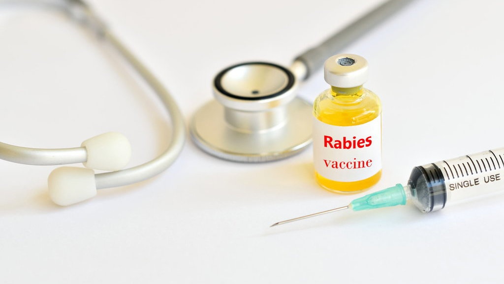 Gejala Rabies pada Hewan dan Manusia, Apakah Bisa Sembuh? Gejala Rabies pada Hewan dan Manusia, Apakah Bisa Sembuh?