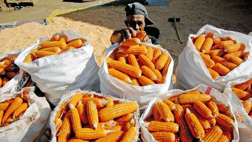Stok Jagung Masih Cukup, Dewan Jagung Nasional: Tak Perlu Impor Stok Jagung Masih Cukup, Dewan Jagung Nasional: Tak Perlu Impor