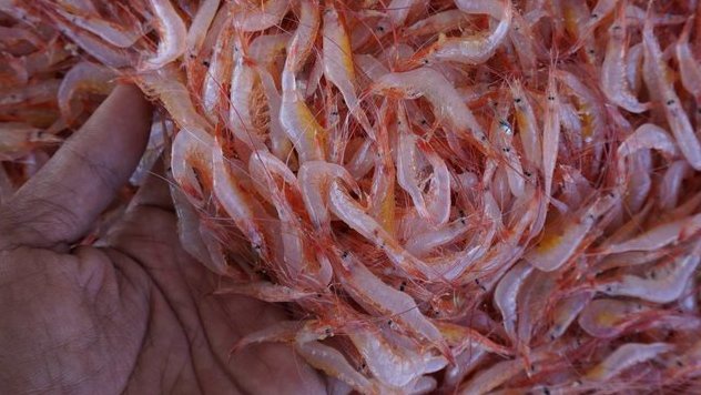 Ciri-ciri Alergi Udang dan Cara Mengatasinya Ciri-ciri Alergi Udang dan Cara Mengatasinya